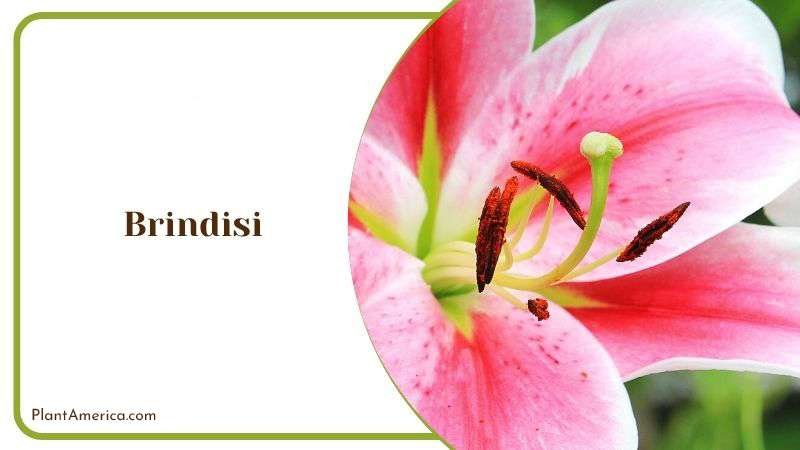 Brindisi Plant America