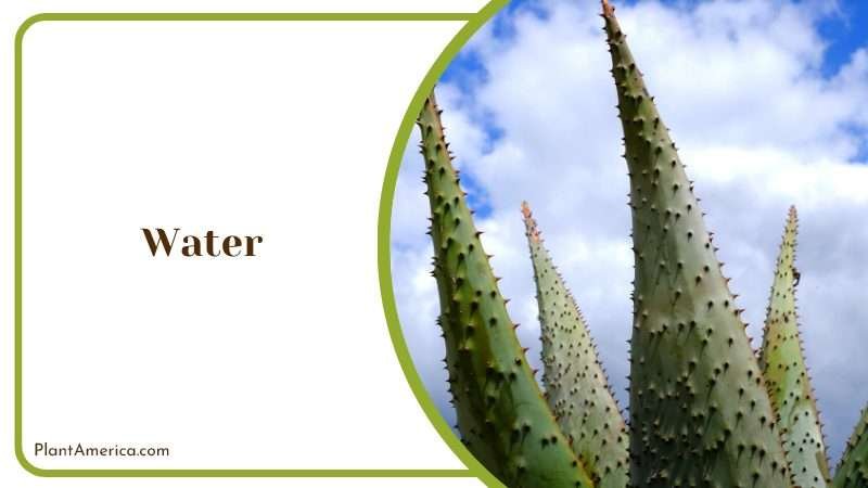 Bring the African Savannah Home Plant America