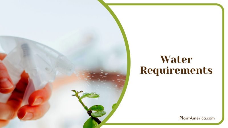 Bring the South American Desert Plant America