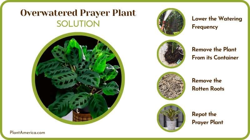 Bringing Prayer Plants Back to Life Plant America Bringing Prayer Plants Back to Life Plant America