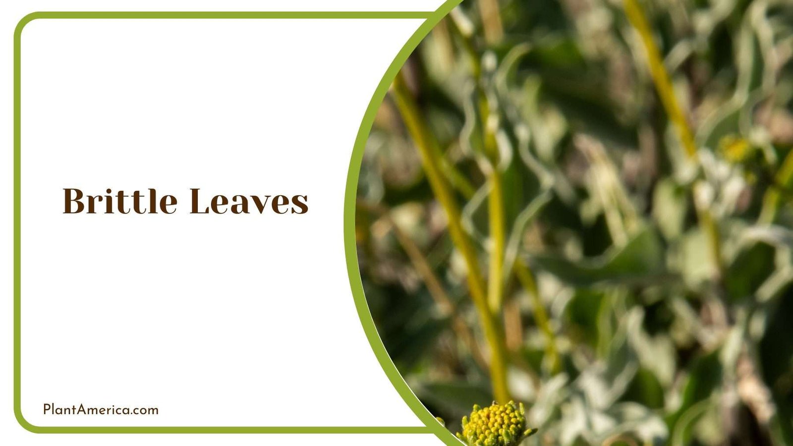 Brittle Leaves of Futura Superba Plant America