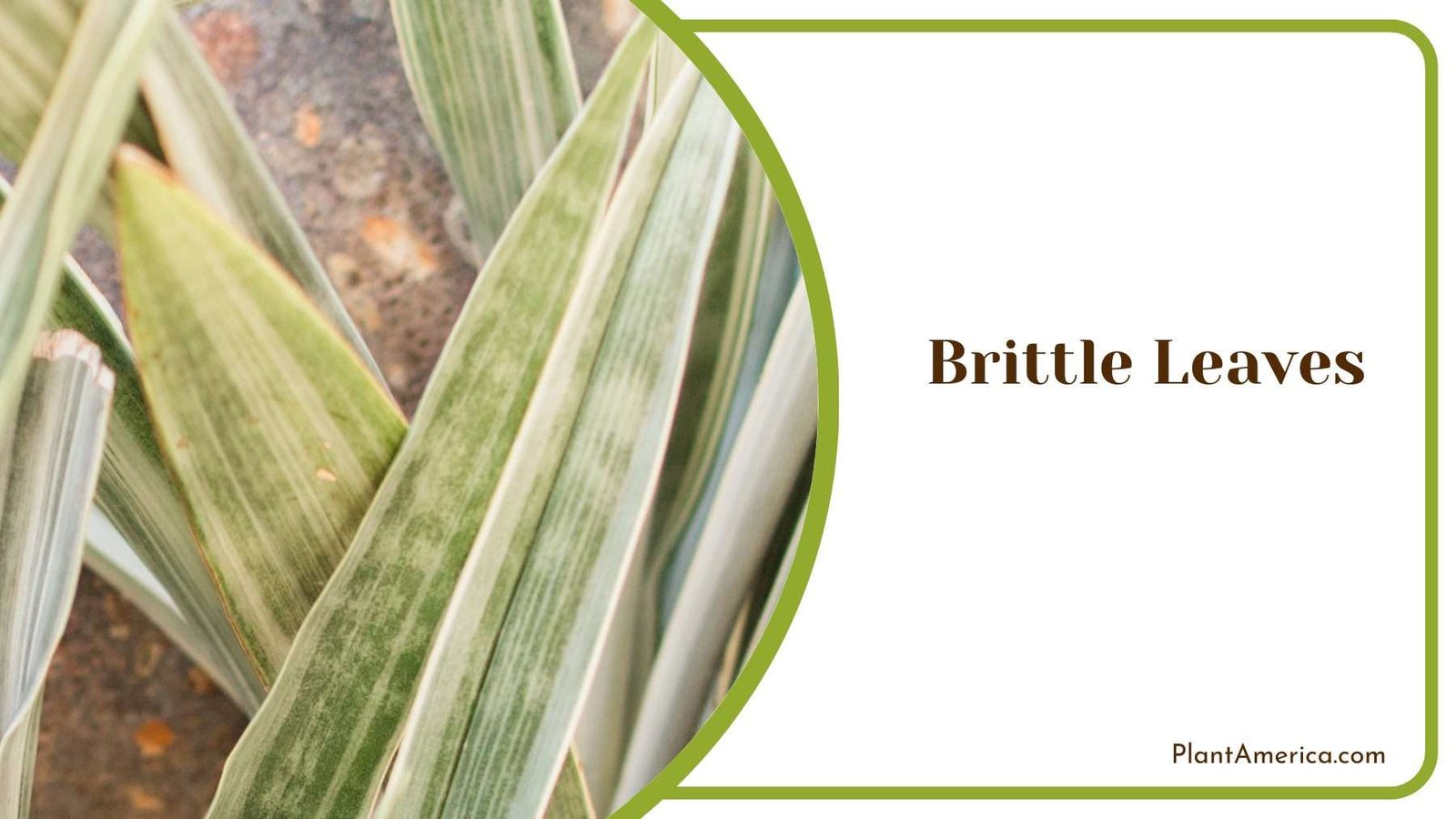 Brittle Leaves of Silver Queen Plant America Brittle Leaves of Silver Queen Plant America
