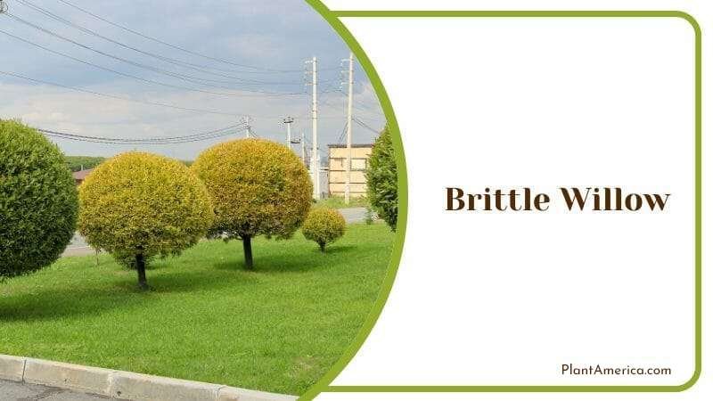 Brittle Willow PlantAmerica