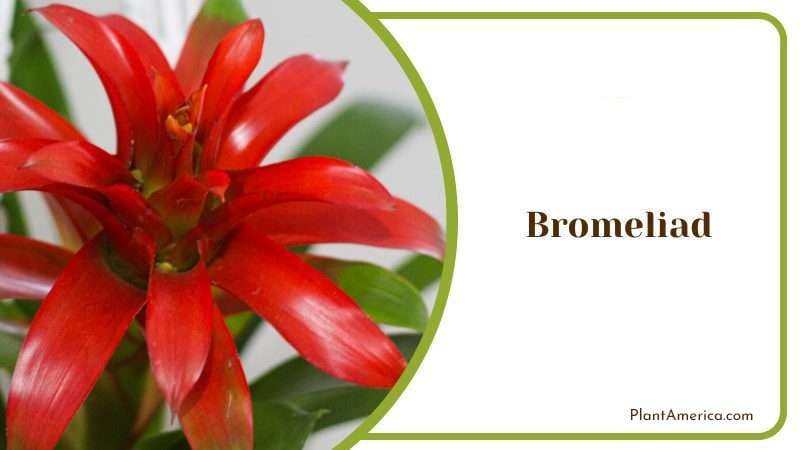 Bromeliad Plant PlantAmerica
