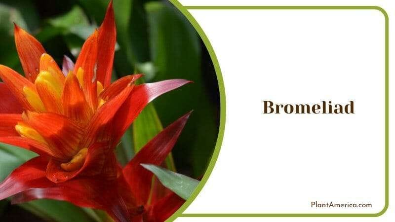 Bromeliad Tropical Plant