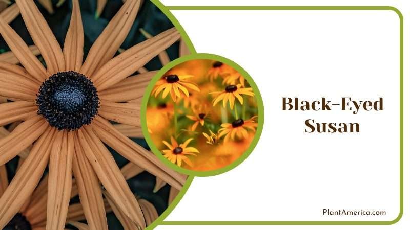 Brown Black Eyed Susan PlantAmerica