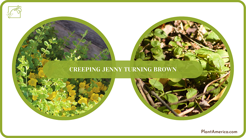 Brown Creeping Jenny PlantAmerica