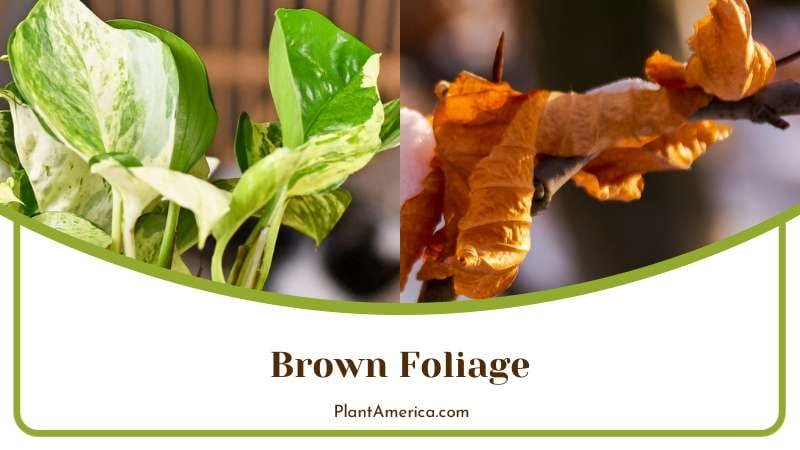 Brown Foliage of Pothos Plant America