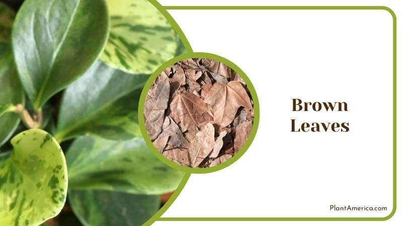 Brown Leaves PlantAmerica