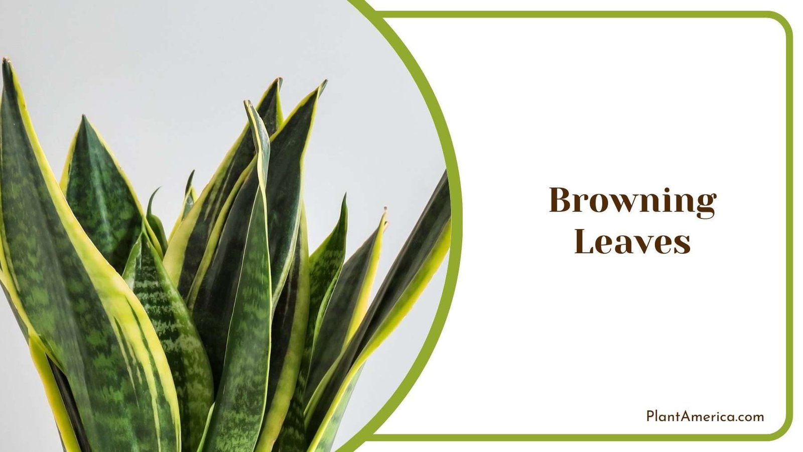 Brown Leaves of Futura Superba Plant America