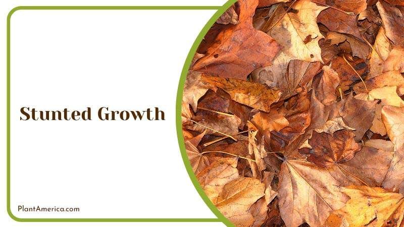 Brown Leaves of Plants Plant America