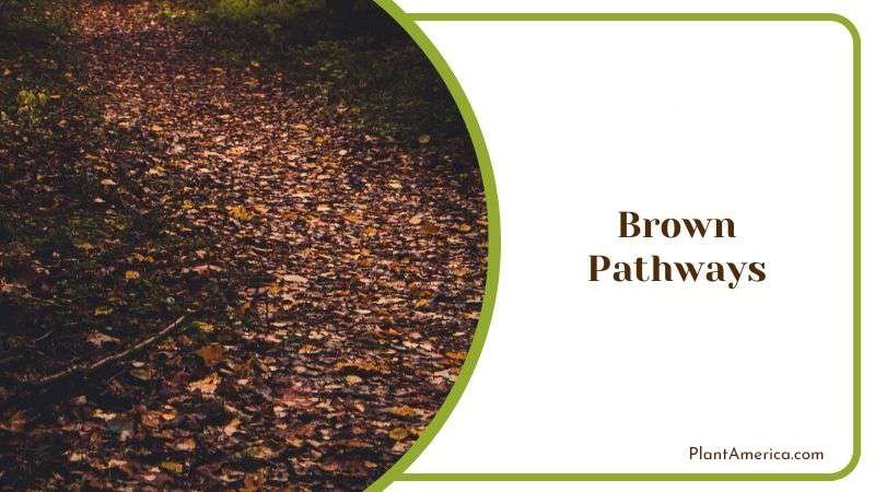 Brown Pathways PlantAmerica