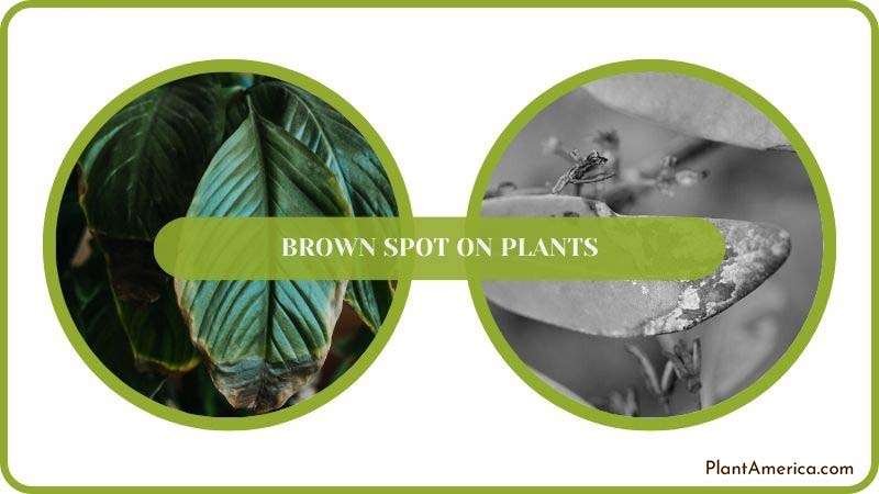 Brown Spot on Plants Solved Plant America