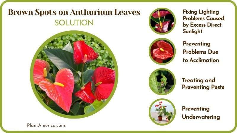 Brown Spots on Anthurium Cure ~ Plant America