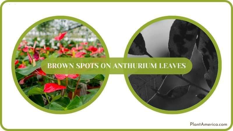 Brown Spots on Anthurium Ideas ~ Plant America