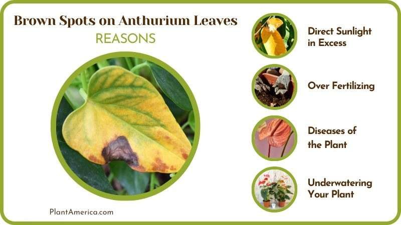 Brown Spots on Anthurium Problem ~ Plant America