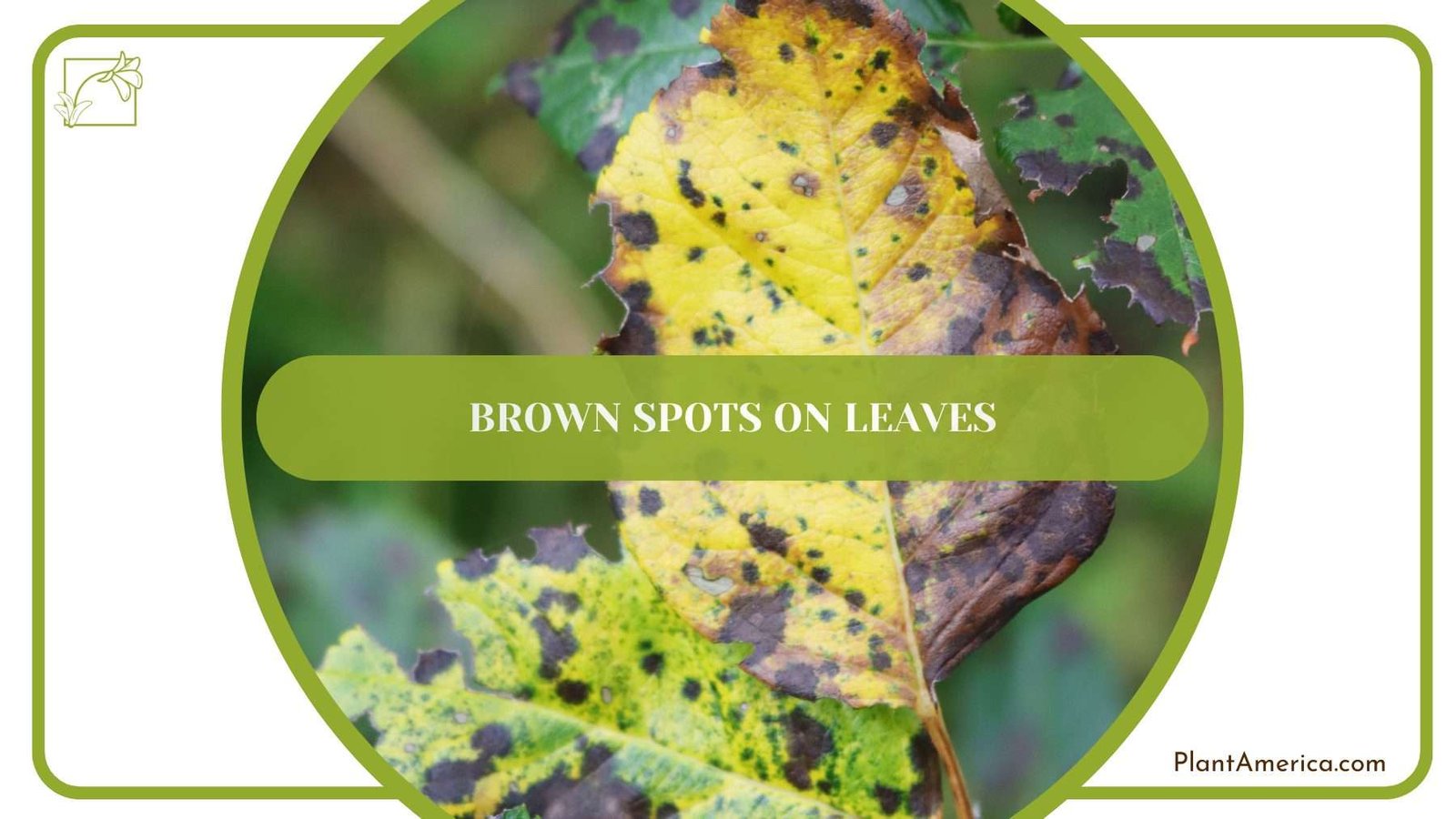 Brown Spots on Leaves PlantAmerica Brown Spots on Leaves PlantAmerica