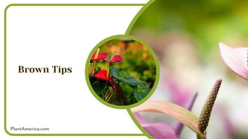 Brown Tips in Anthurium Splendidum ~ Plant America