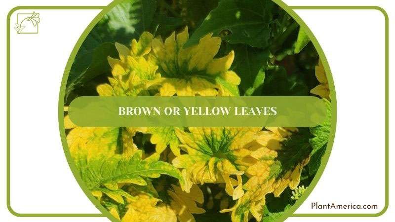 Humayun How to Content IMAGE Checking Anthurium for Stunted