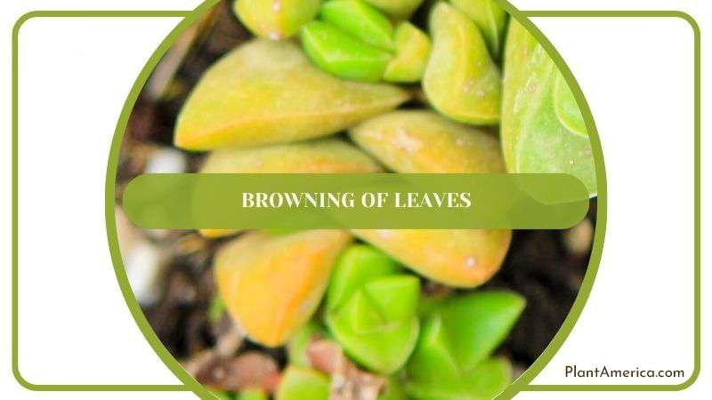 Browning Leaves of Crassula Plant Plant America