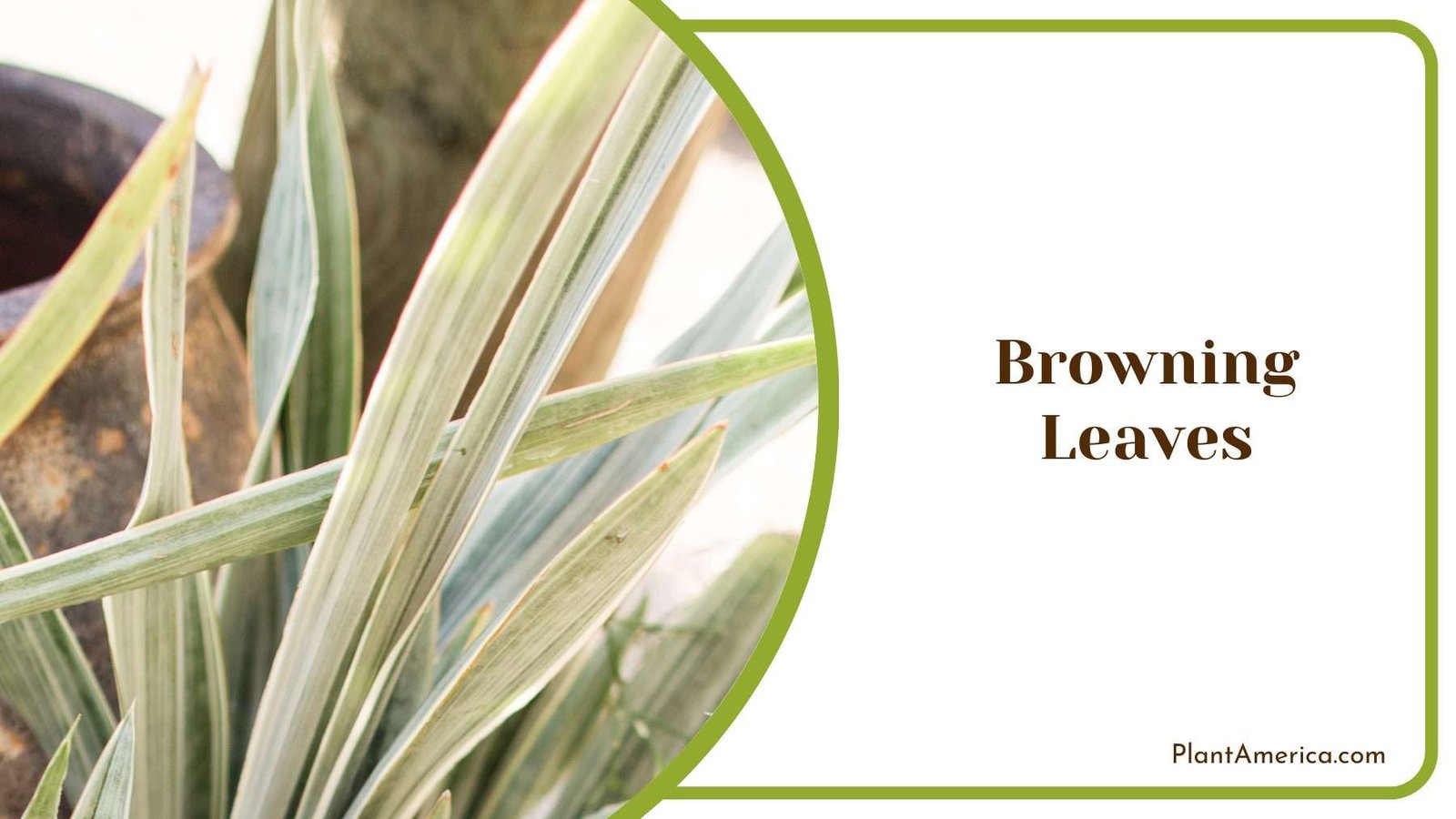 Browning Leaves of Silver Queen Plant America Browning Leaves of Silver Queen Plant America
