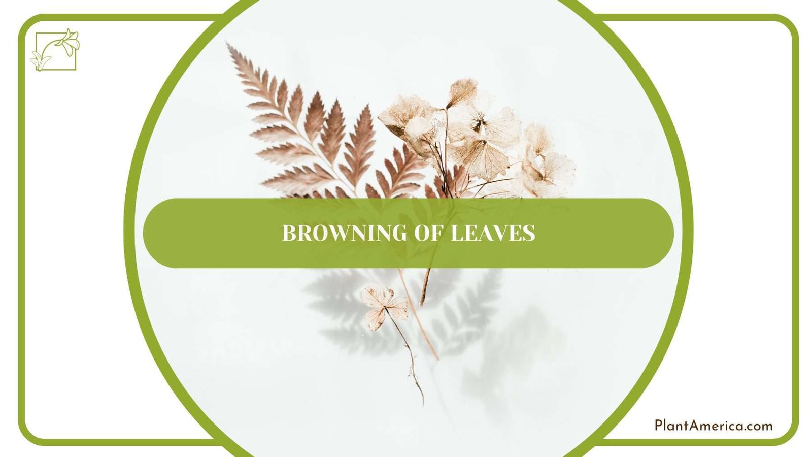 Browning of Leaves PlantAmerica