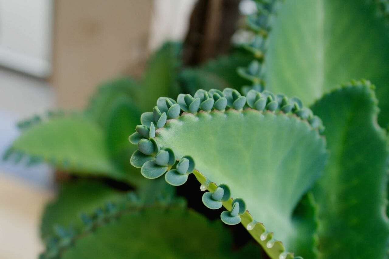Bryophyllum pinnatum Plant America