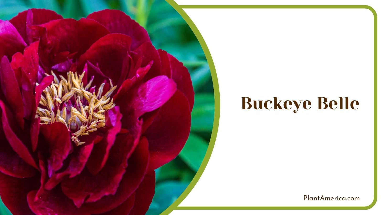 Buckeye Belle Blooms Beautifully Red Plant America