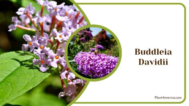 Buddleia Davidii Butterfly Bush Plant America