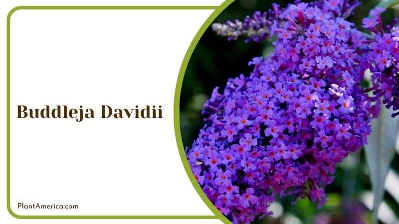 Buddleja Davidii in Flower Garden Plant America Buddleja Davidii in Flower Garden Plant America