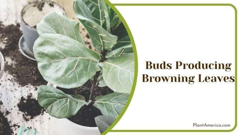 Buds Producing Browning Leaves Plant America Buds Producing Browning Leaves Plant America