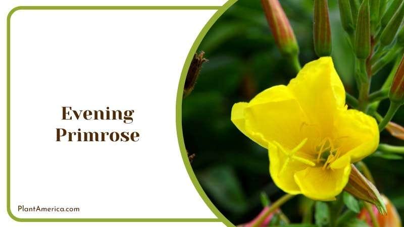 Buds and Flowers of Evening Primrose Plant America Buds and Flowers of Evening Primrose Plant America