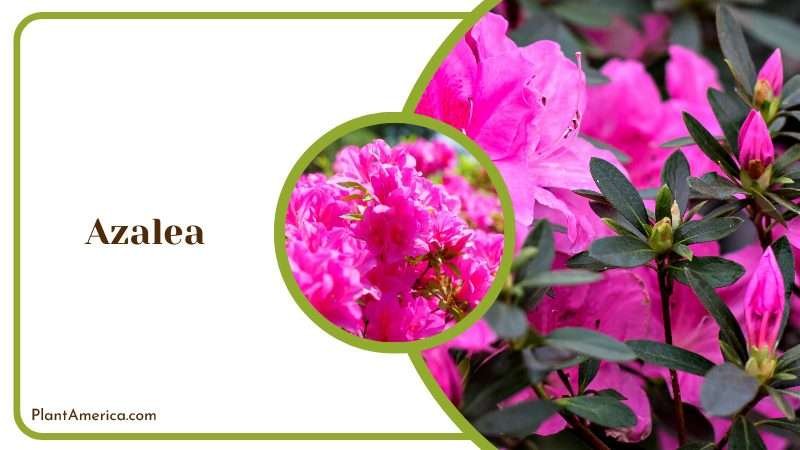 Buds and Pink Flower of Azalea Plants Plant America Buds and Pink Flower of Azalea Plants Plant America
