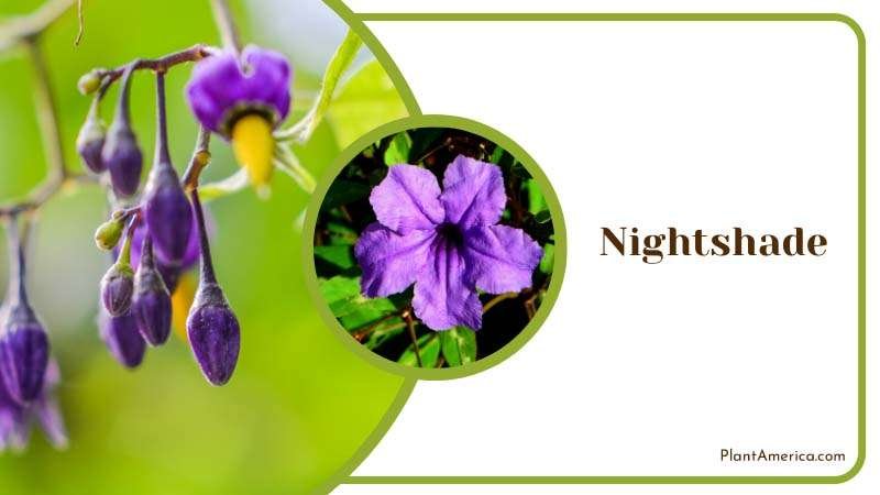 Buds of Nightshade Plant America Buds of Nightshade Plant America