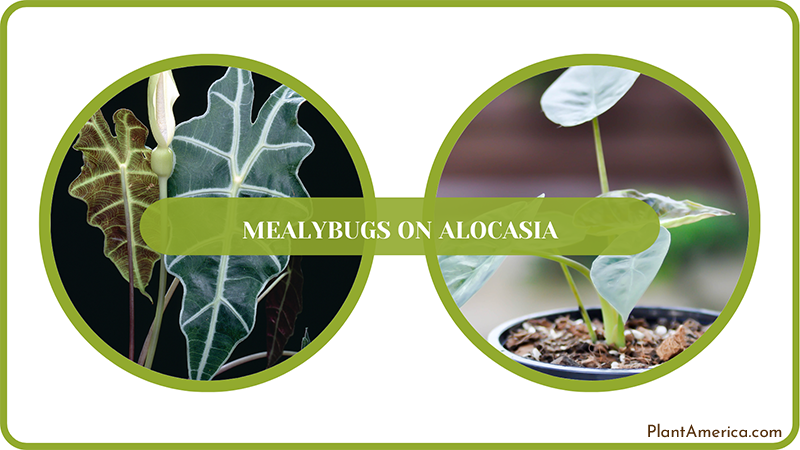 Bug Solutions for Alocasia ~ PlantAmerica