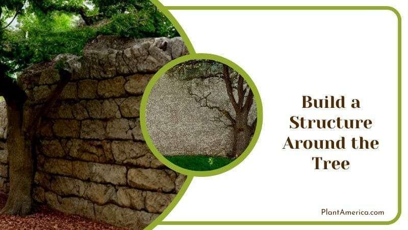 Build a Structure Around the Oak Tree Plant America
