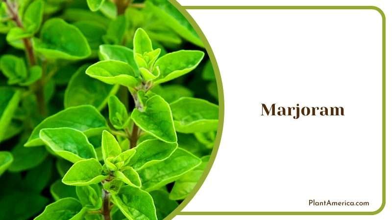 Bunch of Marjoram Isolated on White Plant America Bunch of Marjoram Isolated on White Plant America