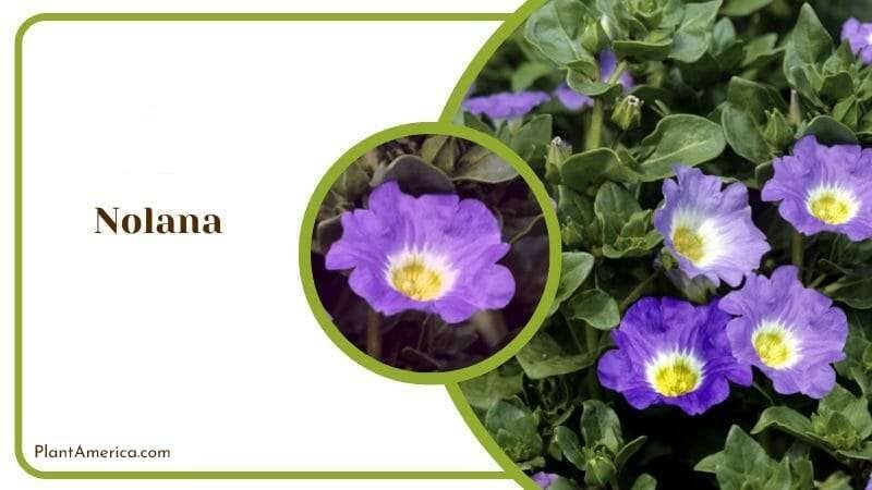 Bunch of Nolana in garden PlantAmerica