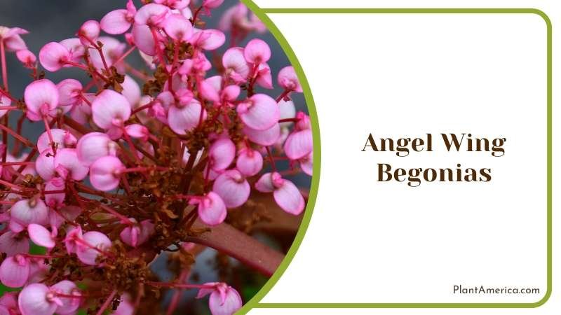 Bunch of Pink Color Angel Wing Begonias Plant America Bunch of Pink Color Angel Wing Begonias Plant America