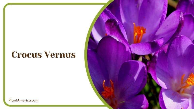Bunch of Purple Crocus Vernus Plant America Bunch of Purple Crocus Vernus Plant America