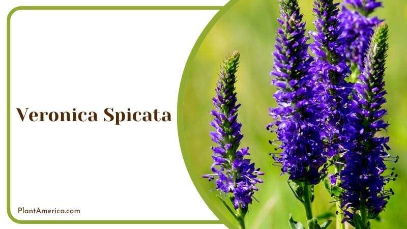Bunch of Veronica Spicata Flowers Plant America