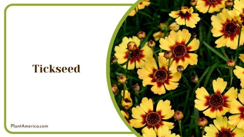 Bunch of yellow Tickseed Flowers Plant America