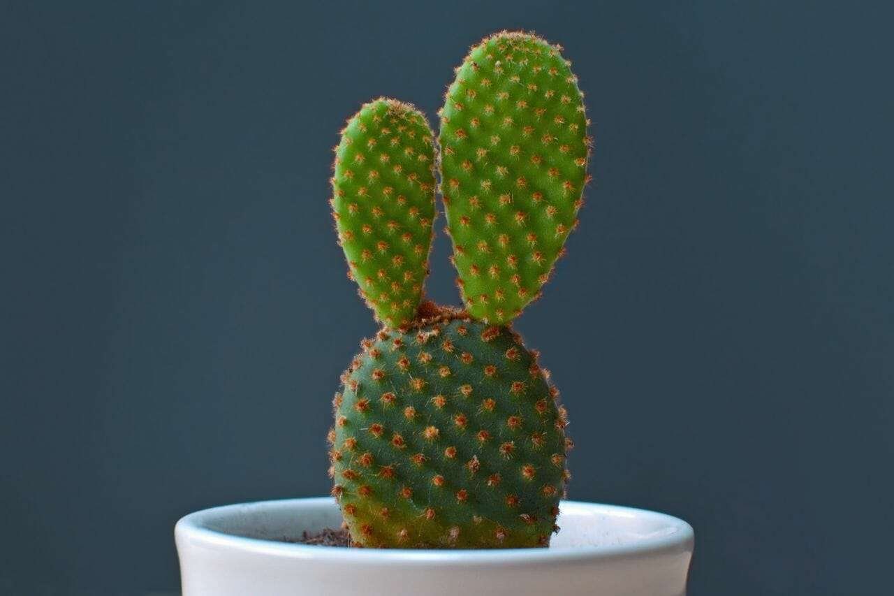Bunny Ears Cactus Plant America Bunny Ears Cactus Plant America