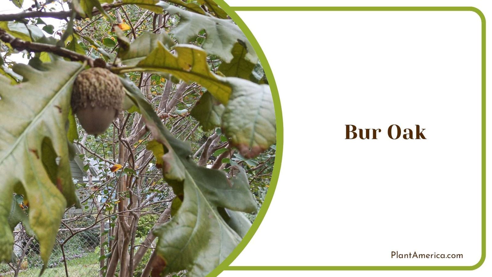 Bur Oak Green Leaves PlantAmerica