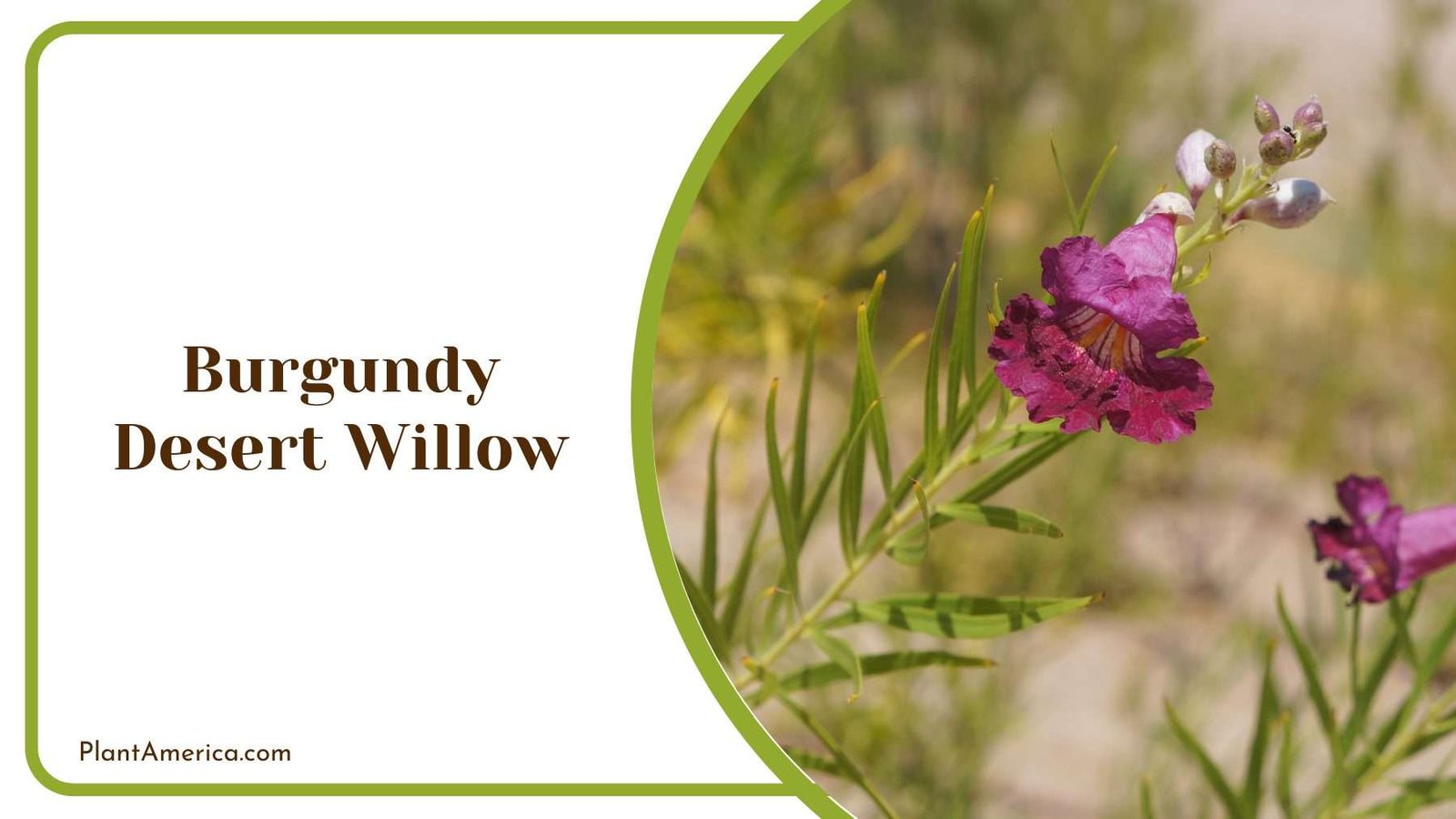 Burgundy Desert Willow Plant America