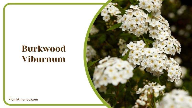 Burkwood Viburnum