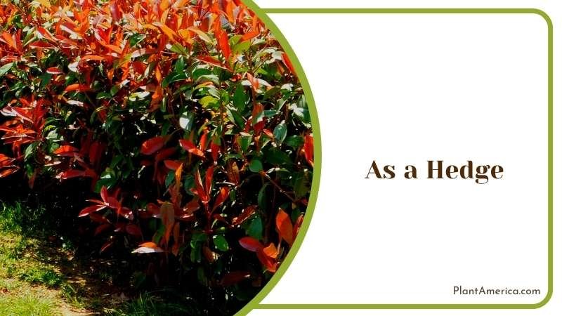 Burning Bush As a Hedge Plant America 1