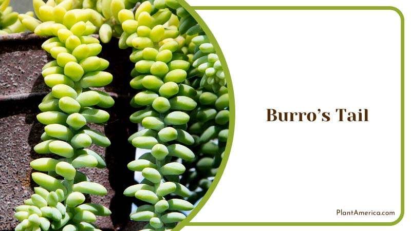 Burros Tail Thriving in a Pot Plant America Burros Tail Thriving in a Pot Plant America