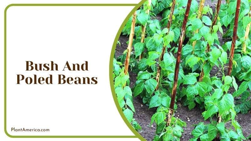 Bush And Poled Beans tend to attract dangerous pests Plant America