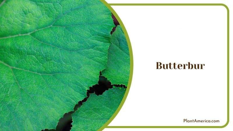 Butterbur Plant America